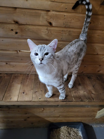 TICA registered snow lynx seal male