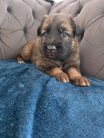 GSD. Litter of 3 - 1 sable boy available