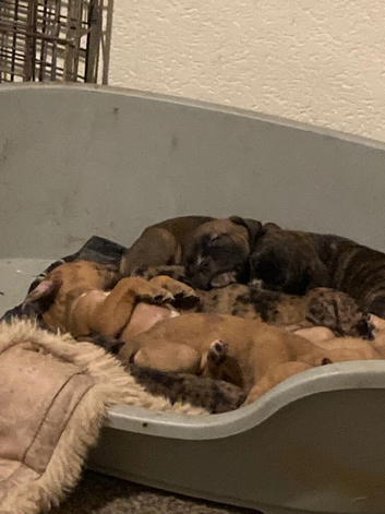 Puppies