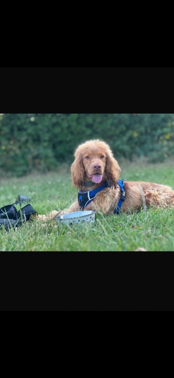 Kc registered, health tested Golden show cocker spaniel