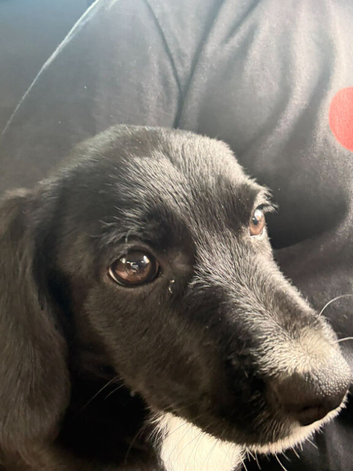 Puppies looking for forever homes