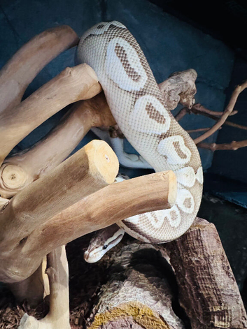 mojave orange dream bull/royal python