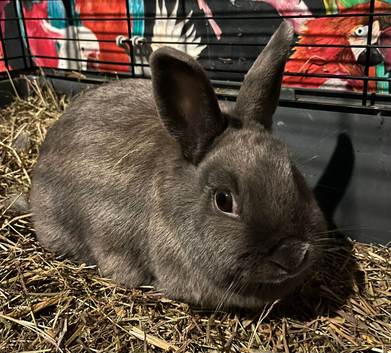 Grey Female rabbit Netherland cross 2 years old