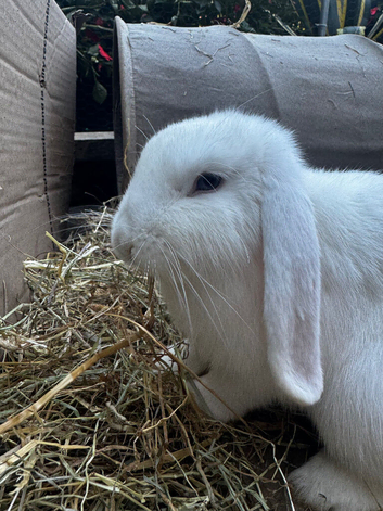 X2 girl Holland lops forever homes required