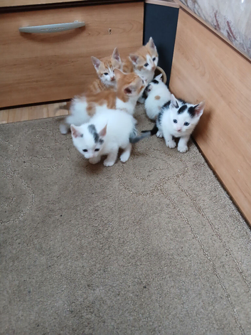 Beautiful litter of kittens.