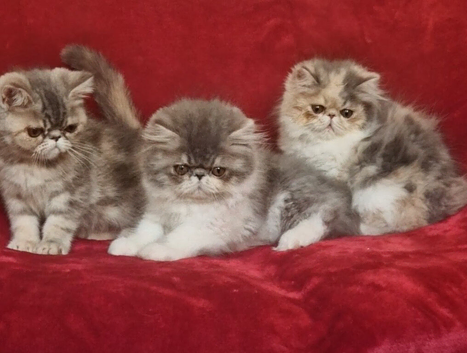 Stunning persian/extic kittens