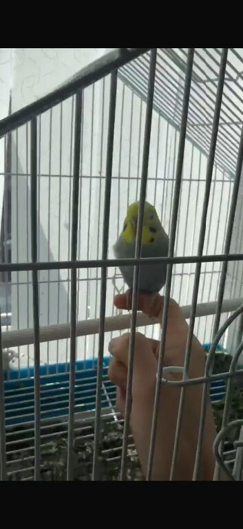 budgie