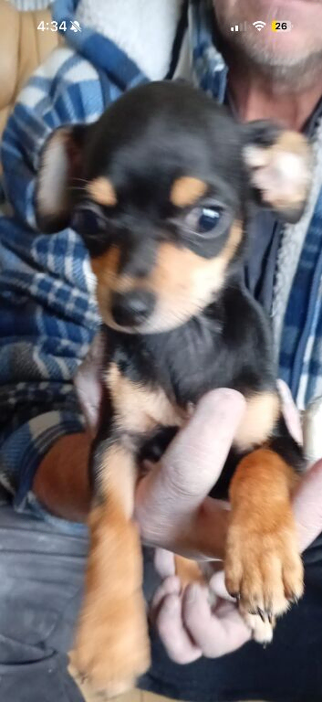 Chihuahua x Jack Russell puppy