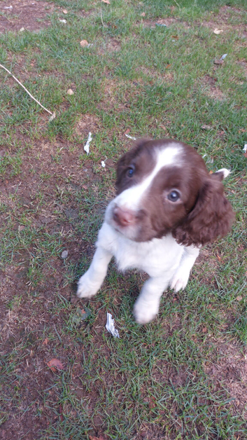 Beautiful English springer spaniels