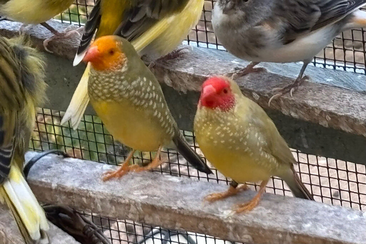 Star finches