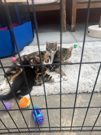3 kittens for sale and mom