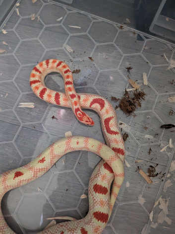 Female mandakeetee corn snake