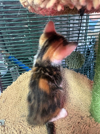 Super kit kittens
