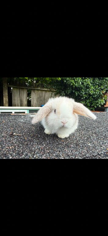 10 week mini lop doe