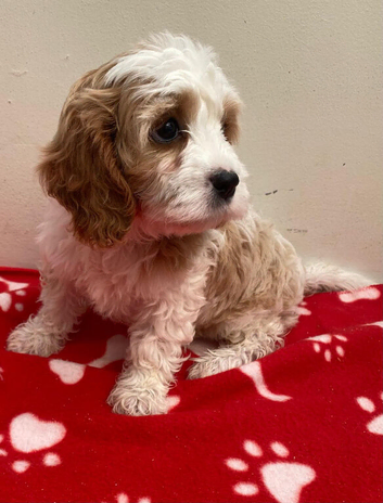 Cavapoo girl
