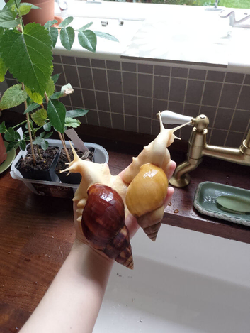 Baby Jade Giant African land snails Lissachatina fulica