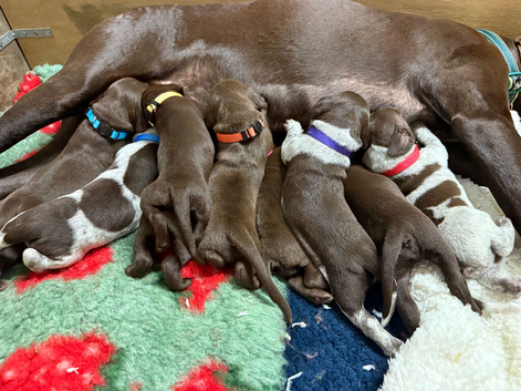 Outstanding German Shorthaired Pointer Puppies