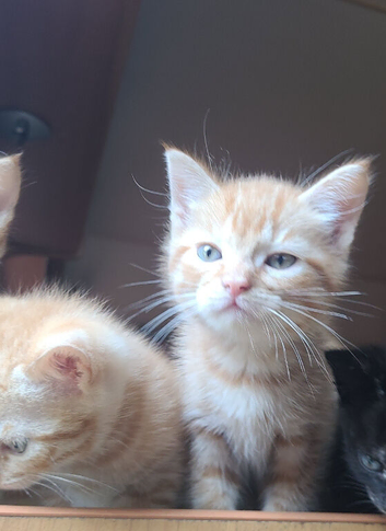 KITTENS LOOKING FOR LOVING HOMES