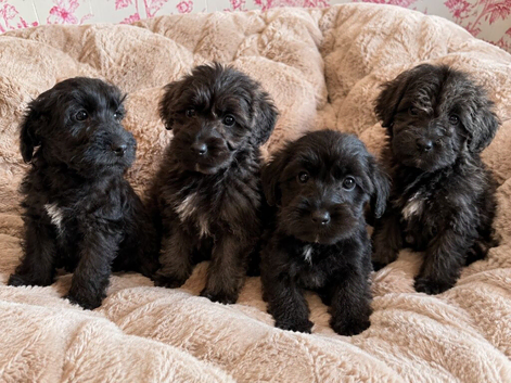 Beautiful Schoodles Pups