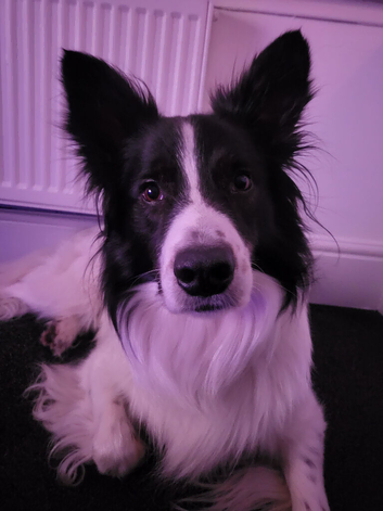 5 Year Old Border Collie
