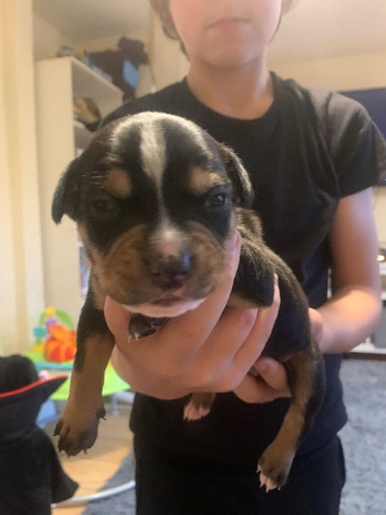 8 lovey puppies looking for there loveing homes