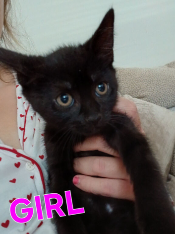 Kittens