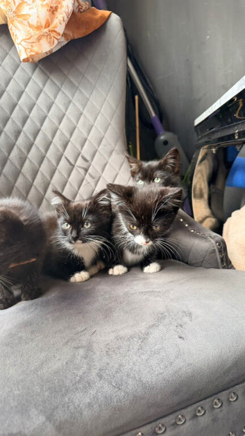 Kittens for a lovely home