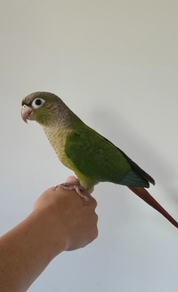 Pineapple conures