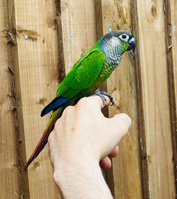 Greem cheek conure