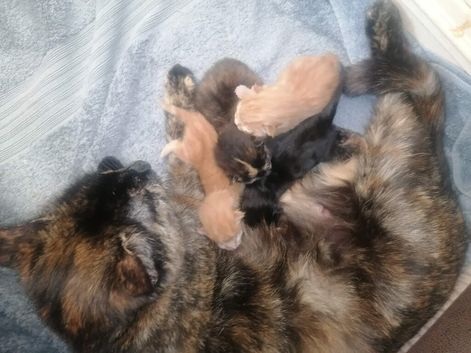 Last ginger girl kitten left