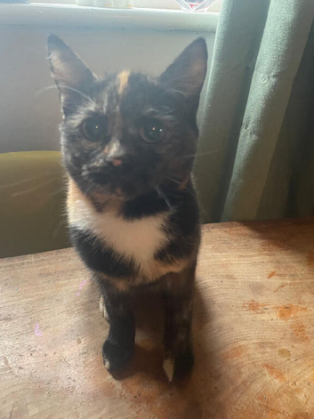 Female cat