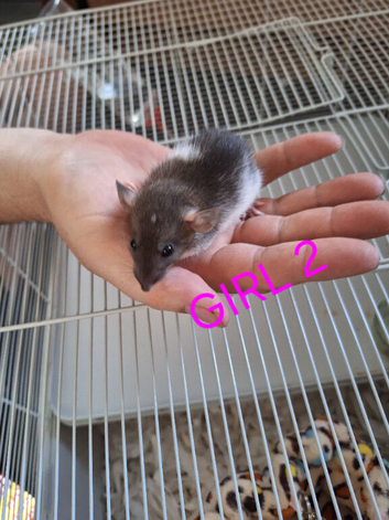 Baby girl dumbo rats