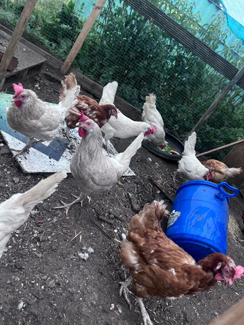 Egg-laying chickens for sale