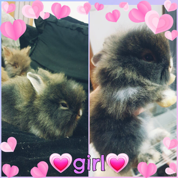 Last 2 lionhead rabbits for sale