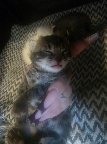 Kitten