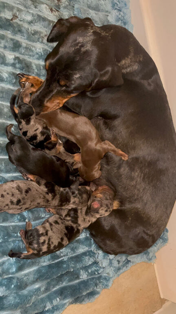 Miniature dachshund