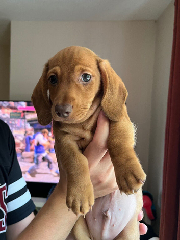 2 male puppies left