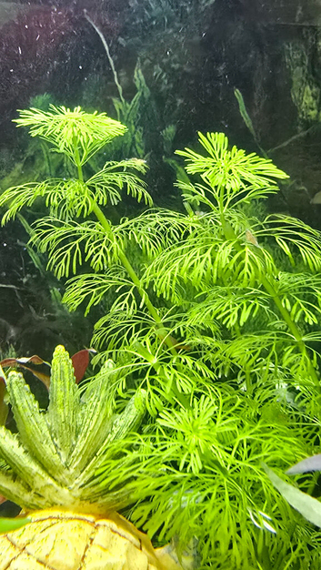 Baby orange neocardenia shrimp