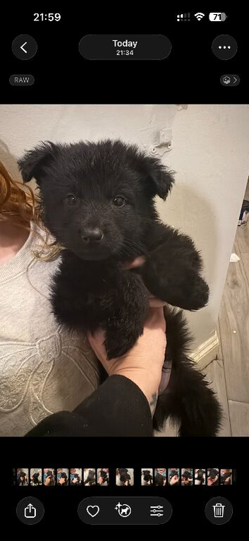 German shepherd puppies