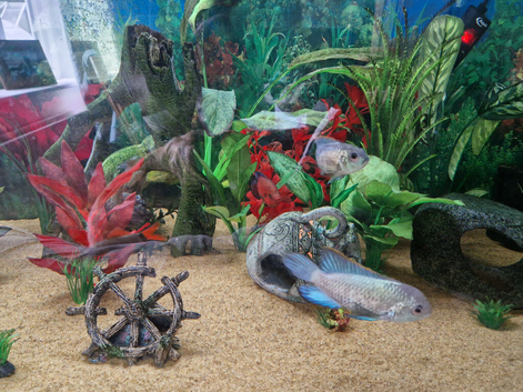 Cichlids for sale