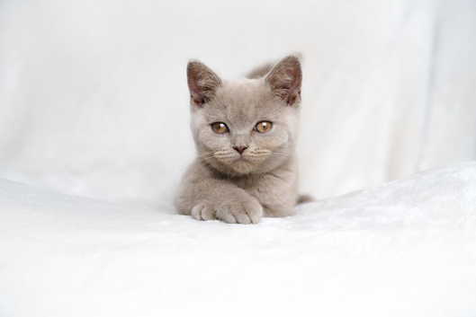 Beautiful Lilac/Fawn British Shorthair Kittens