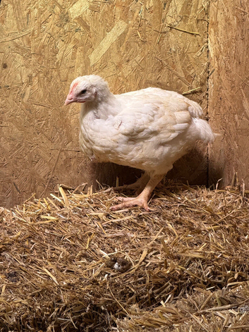 20 Ross meat growers available