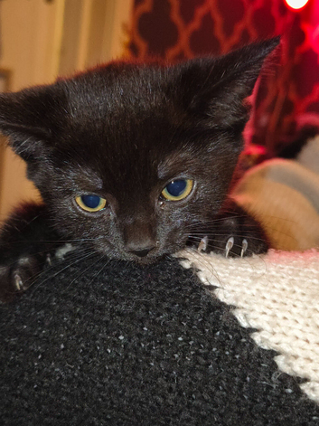 1 beautiful black female kitten