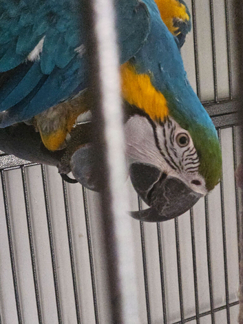 2 half year old tame blue gold macaw
