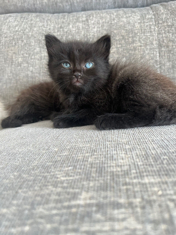 Ragdoll cross kittens