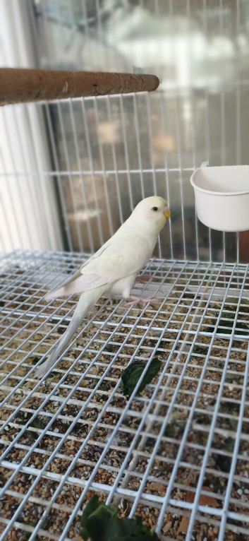 Baby budgies RESERVED