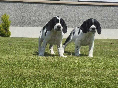Cocker spaniel X  Springer spaniel pups &pound;295
