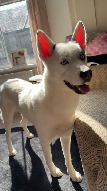 1 year old Siberian husky