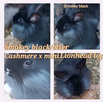 *1 BOY LEFT*FEMALE & MALE DOUBLE MANED LIONHEAD x CASHMERE MINILOPS