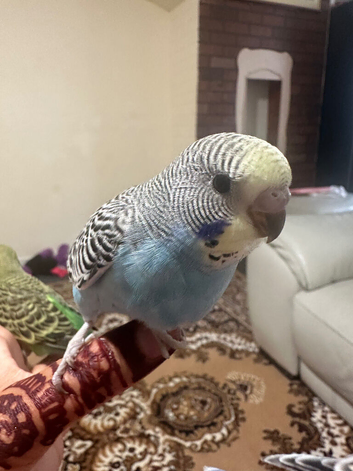 Love baby budgie hand tamein Dagenham in Barking and Dagenham